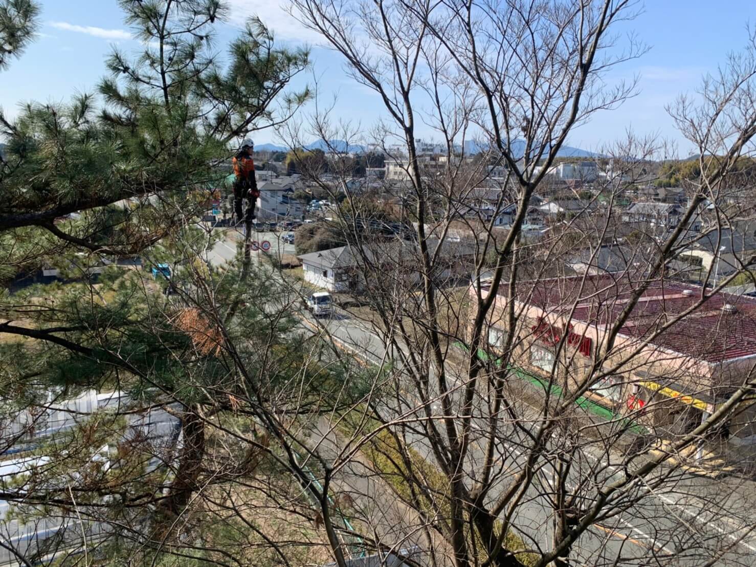 樹上にいる田嶋から見たスタッフ藤本。道路に近い箇所では地上に監視員を配置して作業を進めます